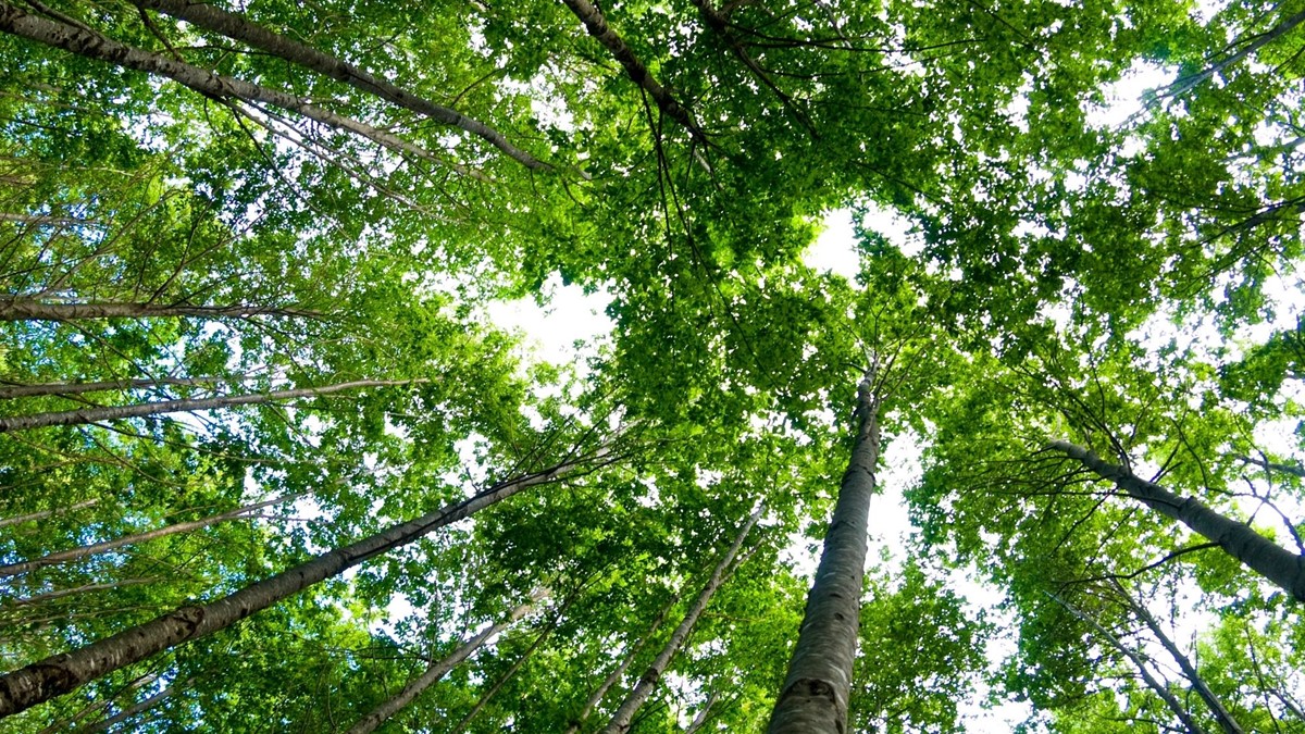 A photograph taken from the forest floor, looking up to the tops of the tall leafy trees.
