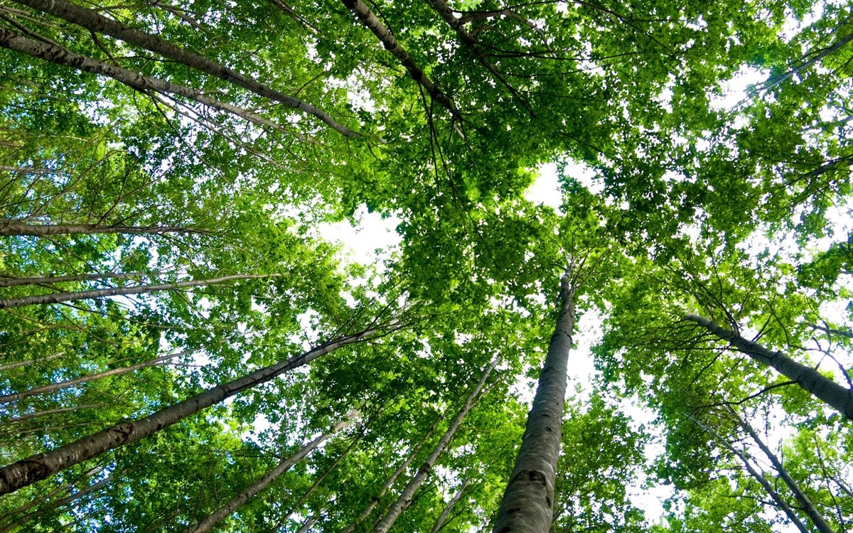 A photograph taken from the forest floor, looking up to the tops of the tall leafy trees.
