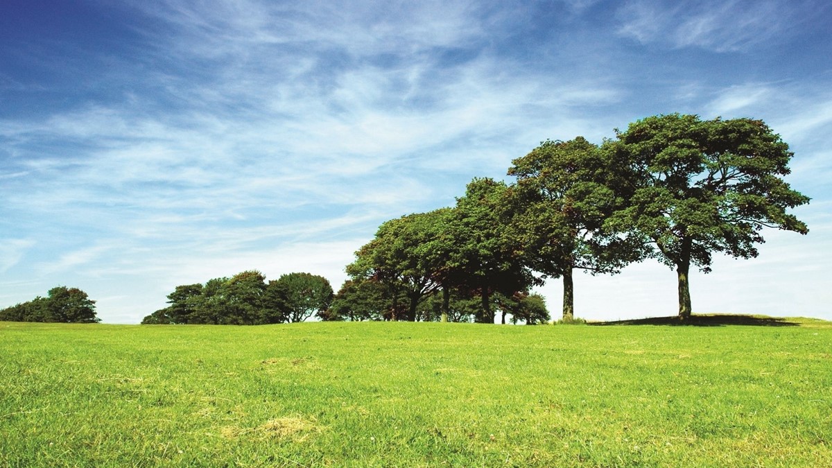 a line of leafy trees on horizon of a green field with blue skies behind